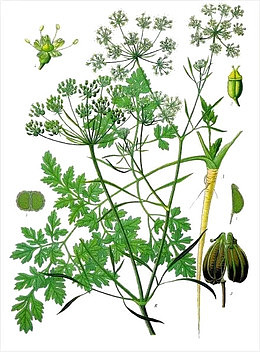 卡通手绘欧芹
