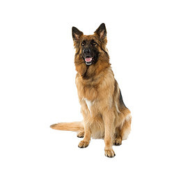 坐着的警犬