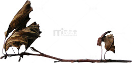 枯枝