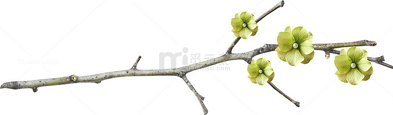 干枝免抠图片