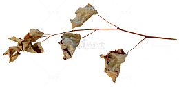 枯枝
