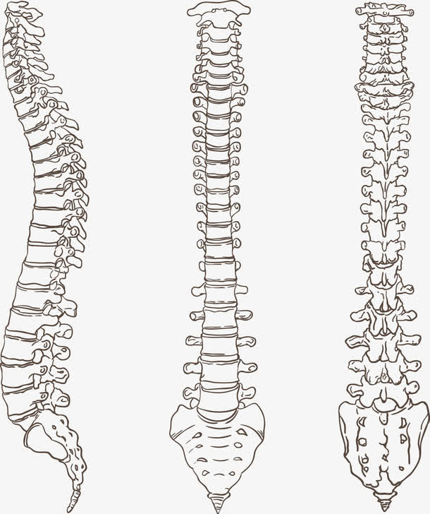 椎骨结构图手绘图片