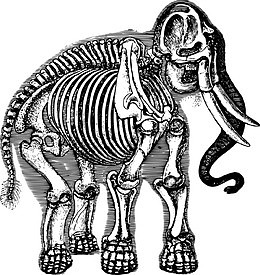 大象骨骼化石插画
