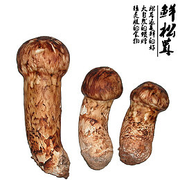 新鲜松茸