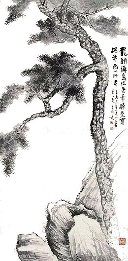 一棵松树图片