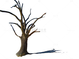干枯树木