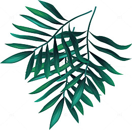 绿色针叶植物