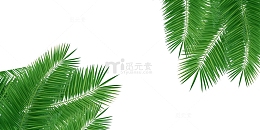椰子树叶