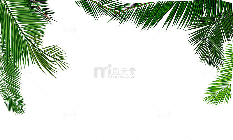 矢量质感椰子树叶素材