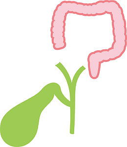 肠胃器官