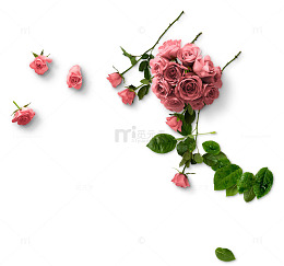 粉色玫瑰花玫瑰花球花朵叶子