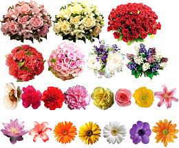 鲜花素材