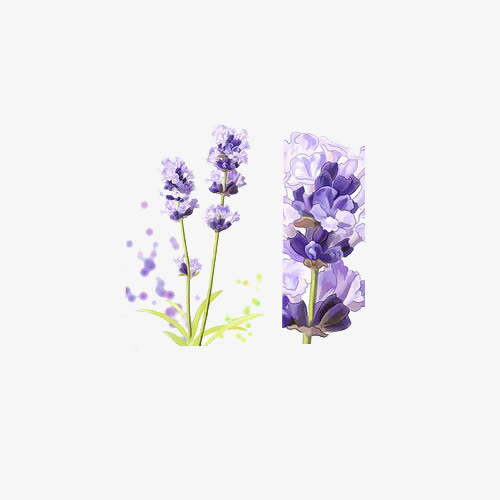 关键词 : 紫花,风信子,花朵,卡通手绘[声明] 觅元素所有素材为用户