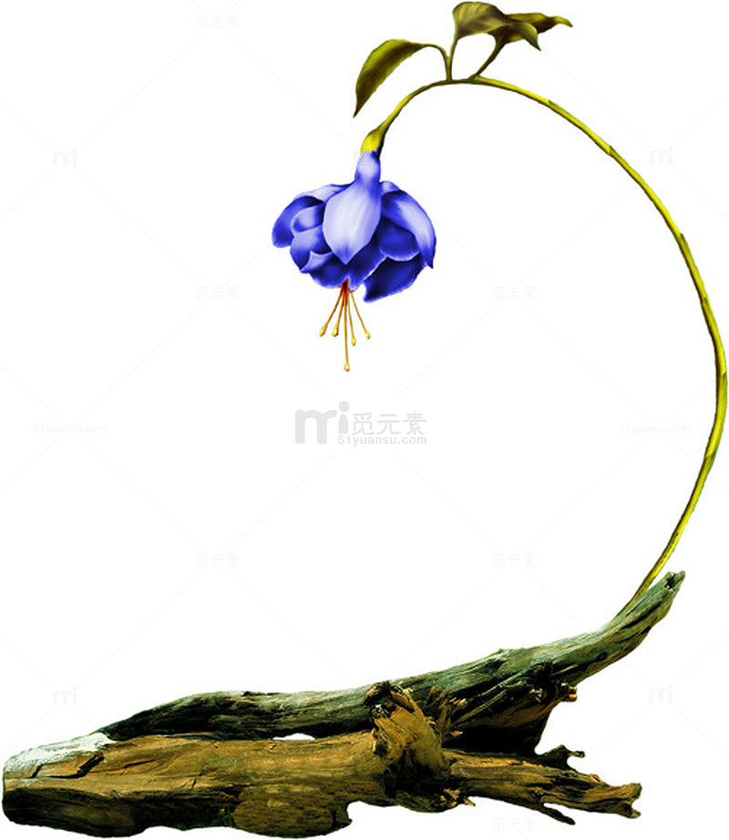 枯树上盛开的花朵