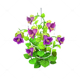 紫藤萝花