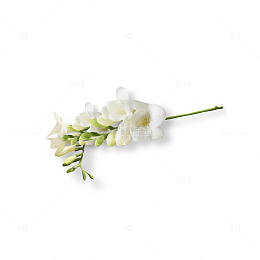 一串白色的花