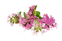 百里香花簇图片素材