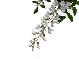 白色洋槐花簇
