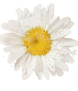 水染鲜花