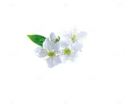 白色花朵