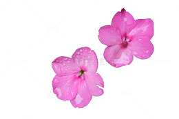 凤仙花 花朵 百花 鲜花