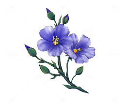 手绘亚麻籽花图片素材