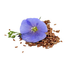 亚麻籽的花图片素材