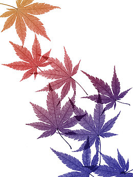 彩色枫叶