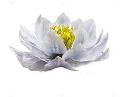 白色雪莲花