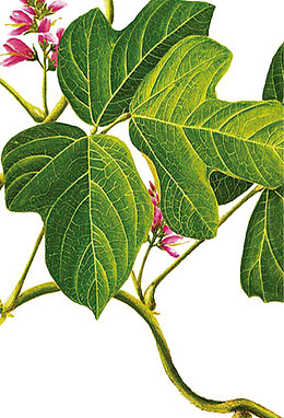 中药葛根