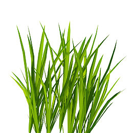 绿色青草植物