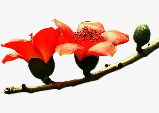 橙色木棉花两朵素材免费下载_觅元素