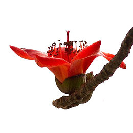 中国风景植物花朵红色木棉花