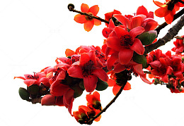 木棉花木棉花团锦簇