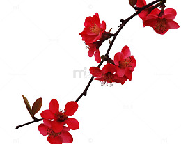 红色木棉花图片