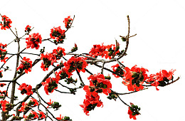 一簇橙色木棉花