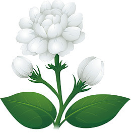 一株木棉花