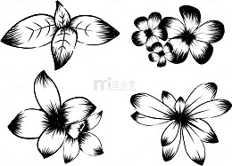 矢量木棉花
