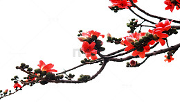 树枝上的木棉花