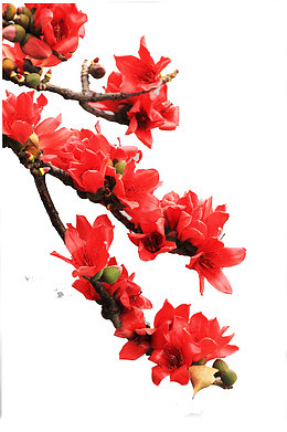 热烈的鲜花