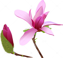 粉红色的木棉花矢量素材