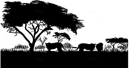 黑白非洲草原猎豹狮子剪影