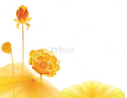 橙色荷花