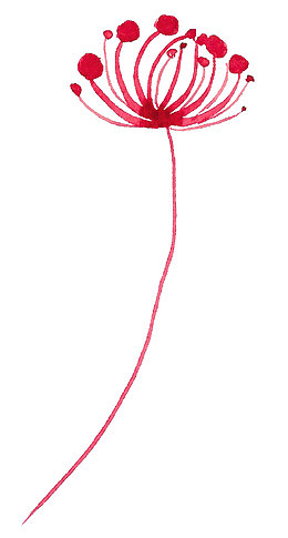红色花卉