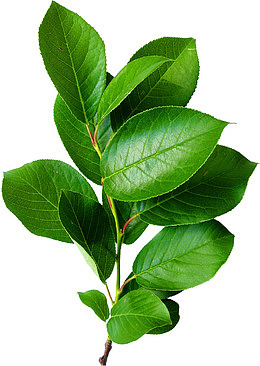 秋季植物绿色小清新叶子大片