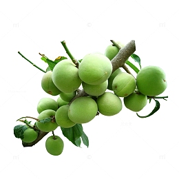 青梅绿色环保下载