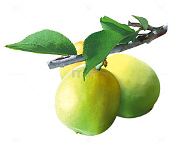 青梅免抠图下载