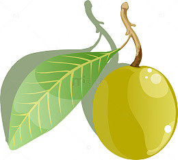 手绘青梅矢量图