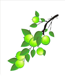 绿色手绘青梅