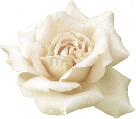 一朵开放的白色玫瑰花